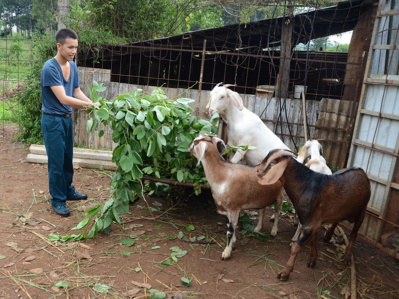 Tăng gia giỏi trên cao nguyên