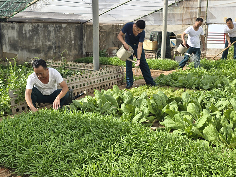 Kinh nghiệm trồng rau của lính canh trời ở Trường Sa