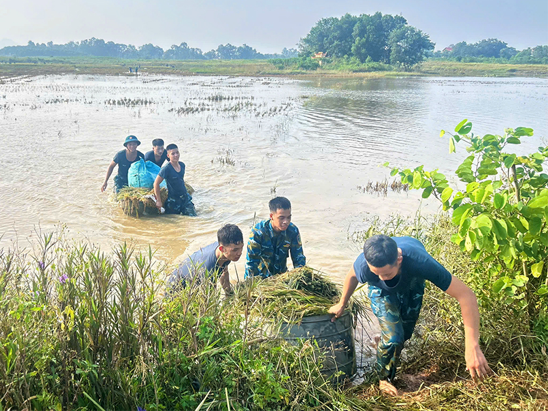 Bộ đội Phòng hóa 23, Bộ Tham mưu Phòng không - Không quân giúp nhân dân xã Sóc Sơn, TP Hà Nội thu hoạch lúa do ảnh hưởng của bão số 11