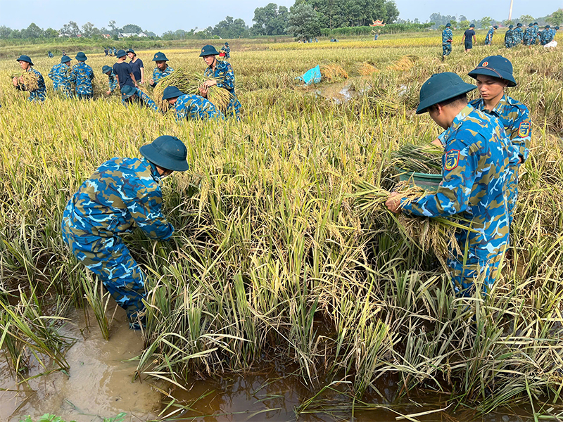Bộ đội Phòng hóa 23, Bộ Tham mưu Phòng không - Không quân giúp nhân dân xã Sóc Sơn, TP Hà Nội thu hoạch lúa do ảnh hưởng của bão số 11