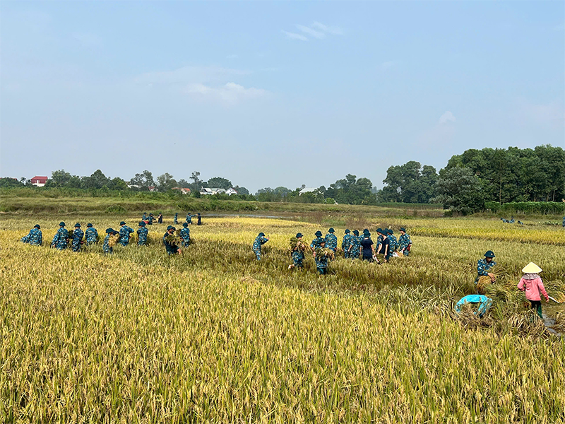 Bộ đội Phòng hóa 23, Bộ Tham mưu Phòng không - Không quân giúp nhân dân xã Sóc Sơn, TP Hà Nội thu hoạch lúa do ảnh hưởng của bão số 11