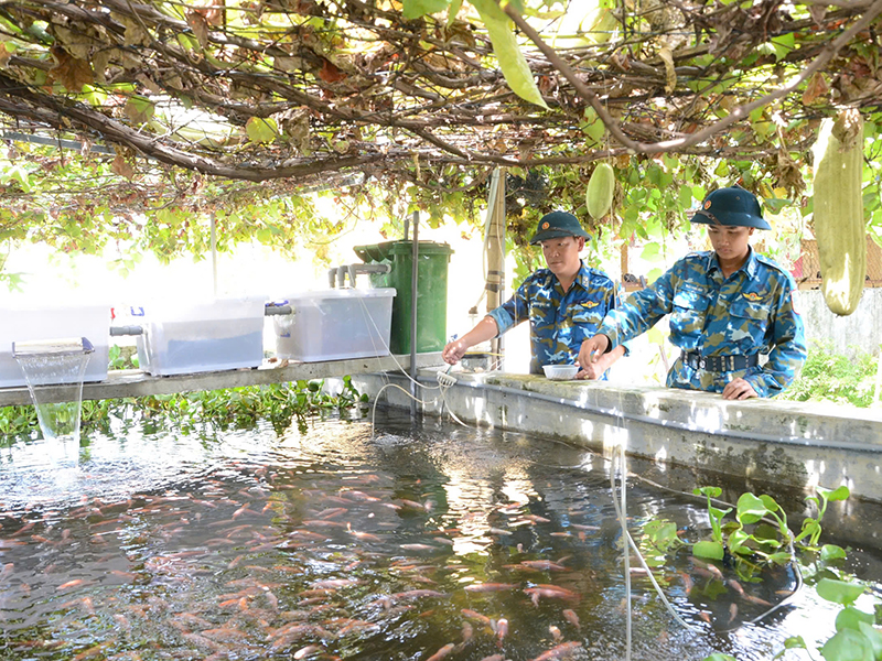 Mô hình nuôi cá diêu hồng ở Đại đội 2, Trung đoàn 224