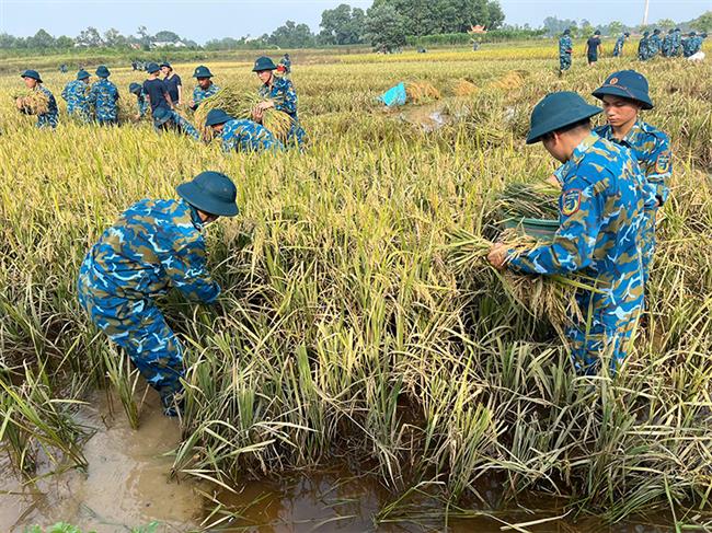 bo-doi-phong-hoa-23-bo-tham-muu-phong-khong-khong-quan-giup-nhan-dan-xa-soc-son-tp-ha-noi-thu-hoach-lua-do-anh-huong-cua-bao-so-11