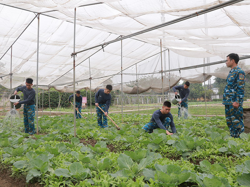 Tăng gia chăn nuôi giỏi, nâng cao đời sống bộ đội