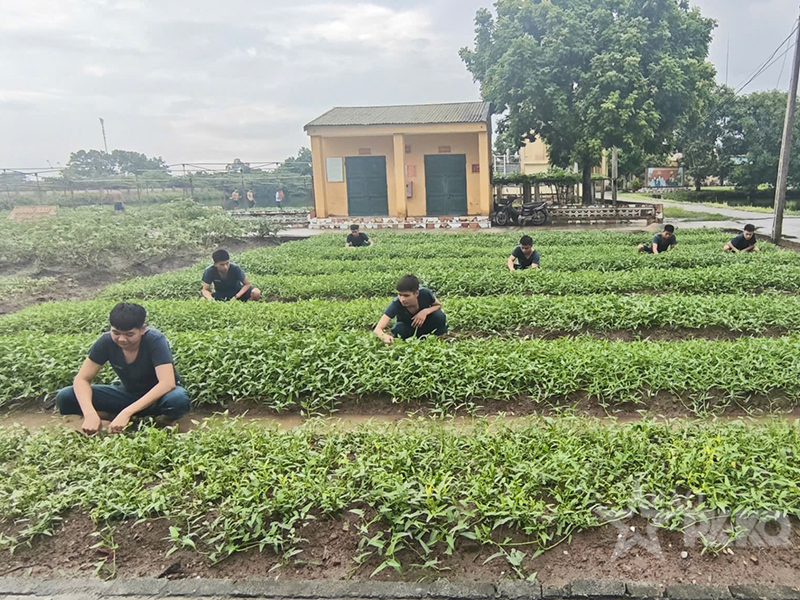 Đưa công tác tăng gia, chăn nuôi phát triển bền vững