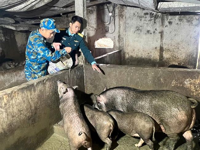 hieu-qua-nuoi-lon-rung-lai-o-tram-ra-da-29