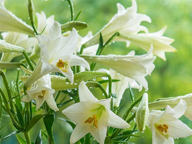 ky-niem-mua-hoa-thang-tu